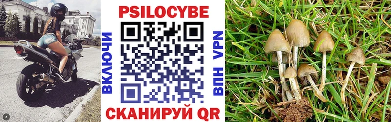 OMG вход  Невинномысск  Псилоцибиновые грибы Psilocybine cubensis 